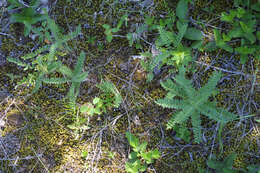 Image of Tennessee milkvetch