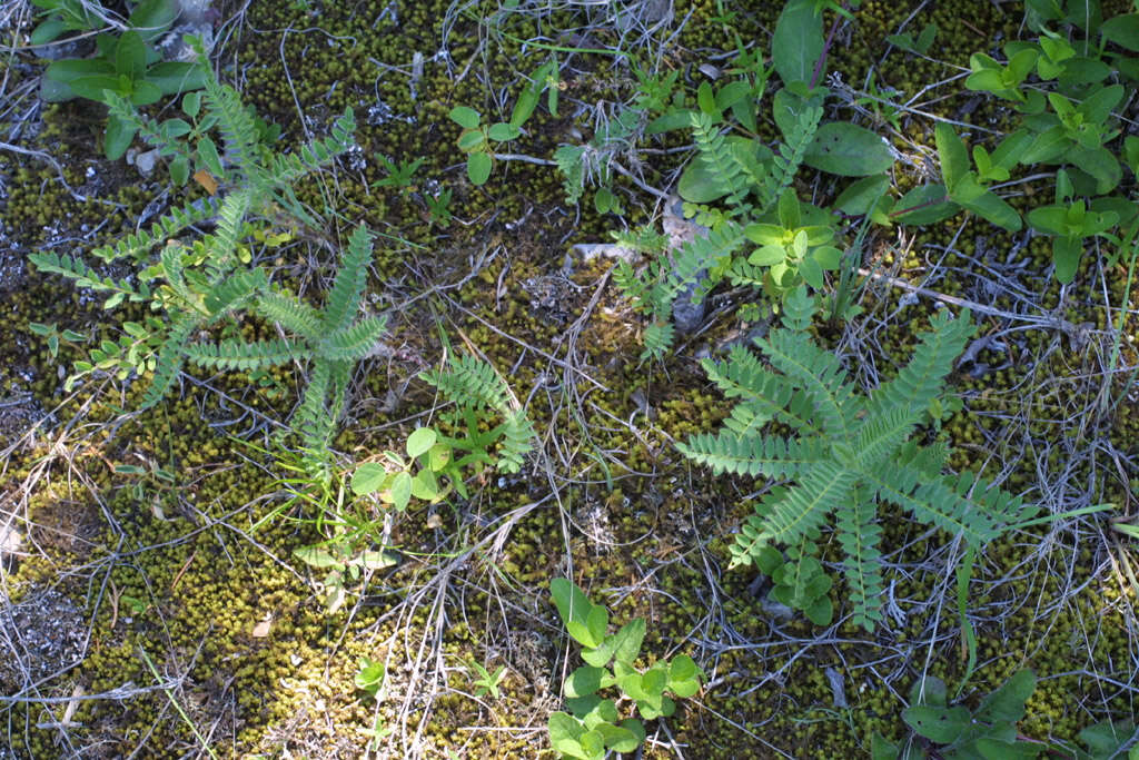 Image of Tennessee milkvetch