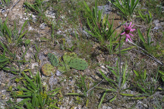 Image of Prickly Pears