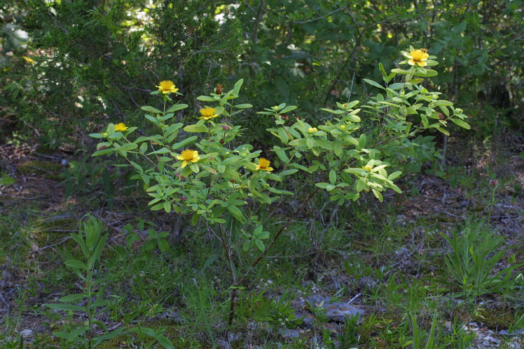 Image of cedarglade St. Johnswort