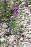 Image of purpletassels