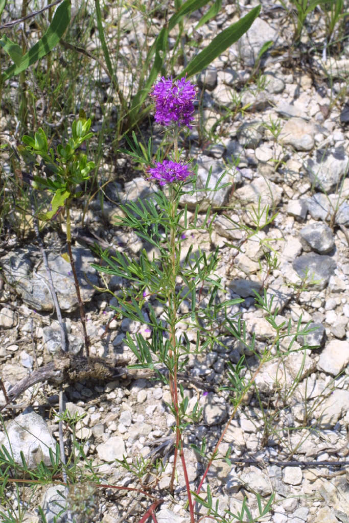 Plancia ëd Dalea gattingeri (A. Heller) Barneby