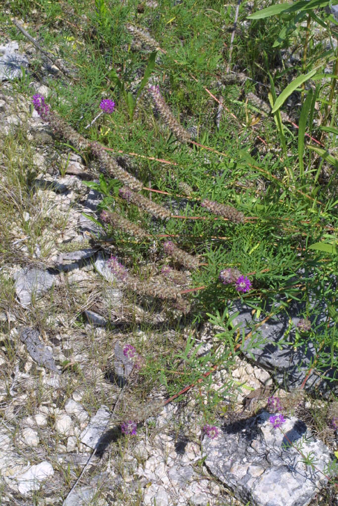 Image of purpletassels