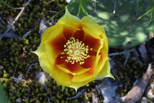 Image of Prickly Pears