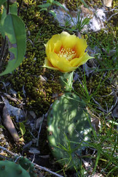 Image of Prickly Pears