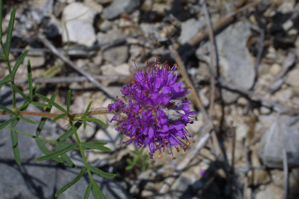 Plancia ëd Dalea gattingeri (A. Heller) Barneby