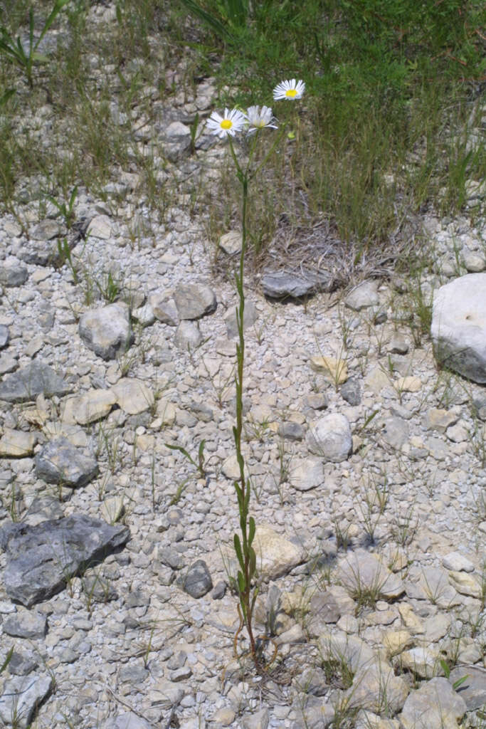 Image of prairie fleabane