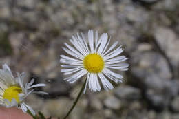 Image of prairie fleabane