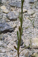 Image of prairie fleabane