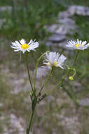 Image of prairie fleabane