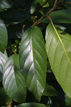 Image of buckthorn