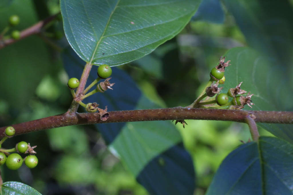 Image of buckthorn