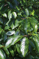 Image of buckthorn