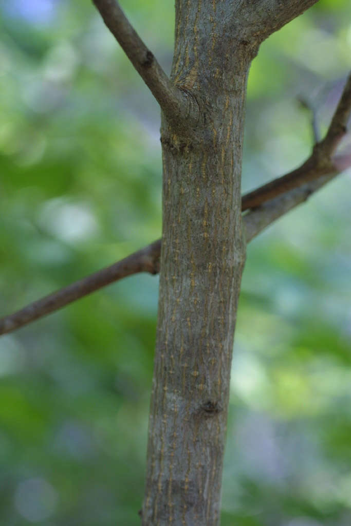 Image of buckthorn