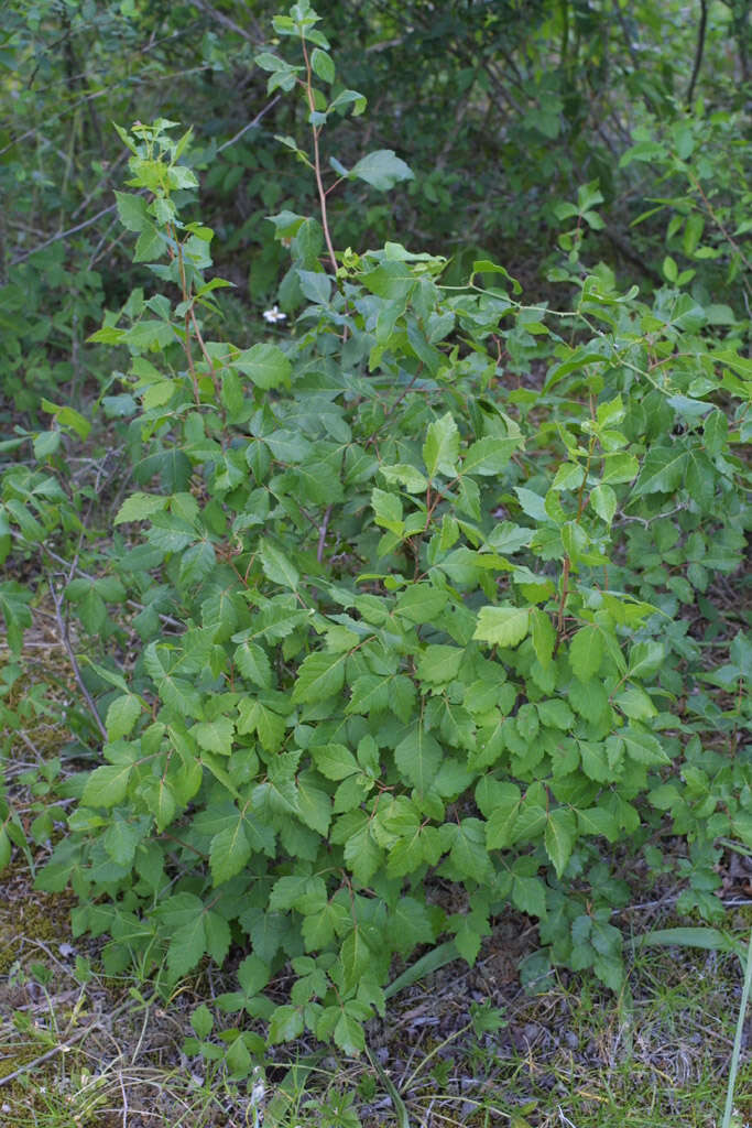 Image of sumac