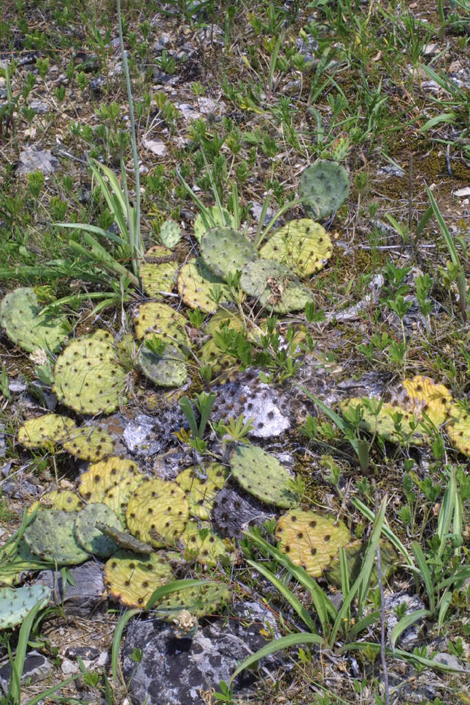 Image of Prickly Pears