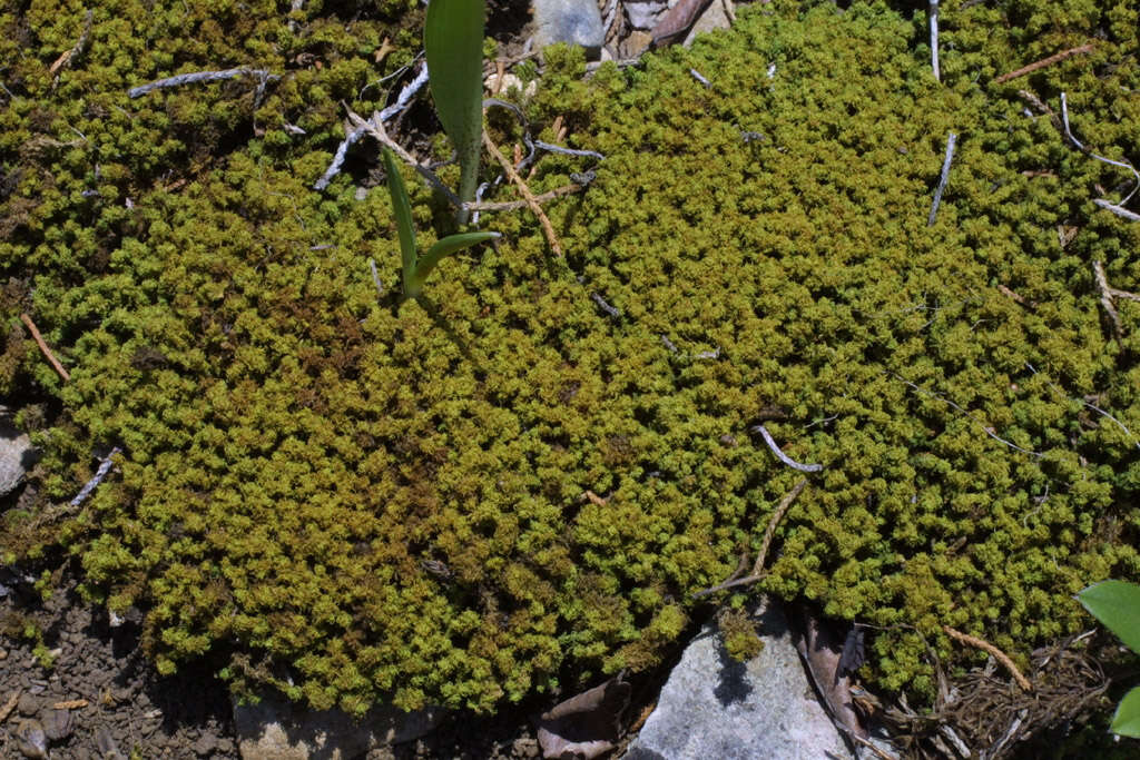 Image of pleurochaete moss