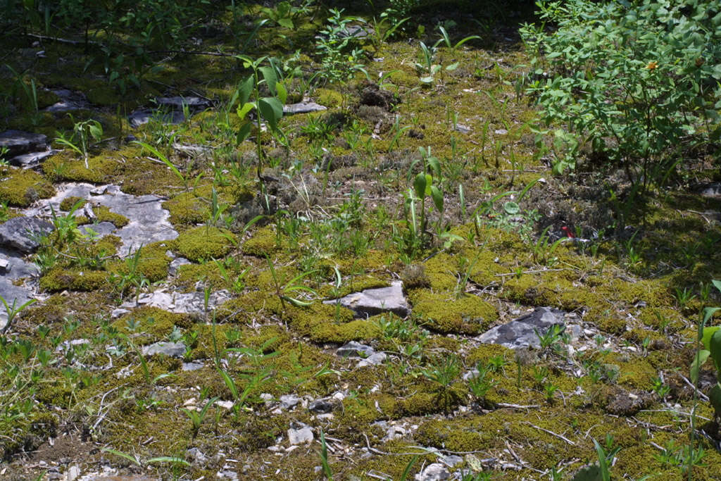 Image of pleurochaete moss