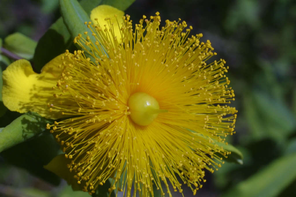 Image of cedarglade St. Johnswort