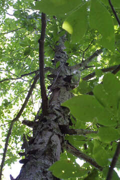 Image of southern shagbark hickory