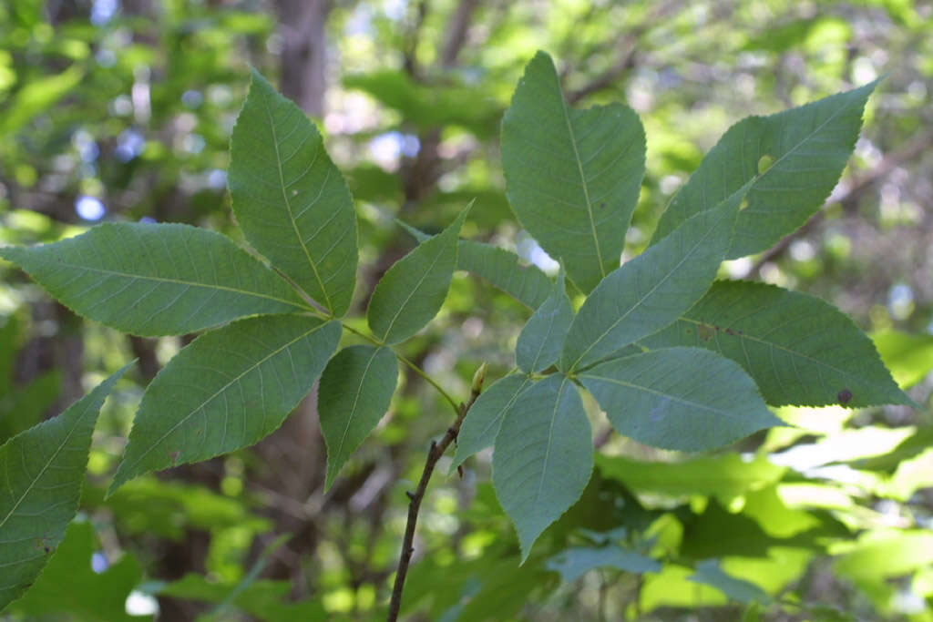 Image of southern shagbark hickory