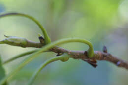 Image de Carya carolinae-septentrionalis (Ashe) Engl. & Graebn.