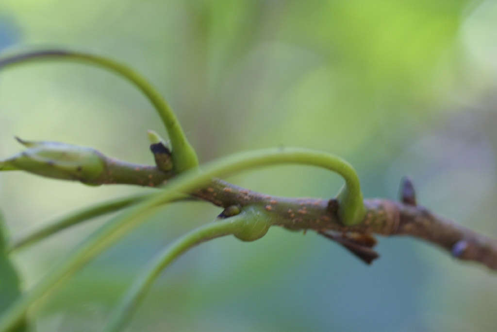 Image of southern shagbark hickory