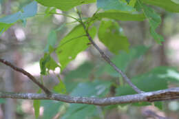 Image of southern shagbark hickory