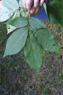 Image of southern shagbark hickory