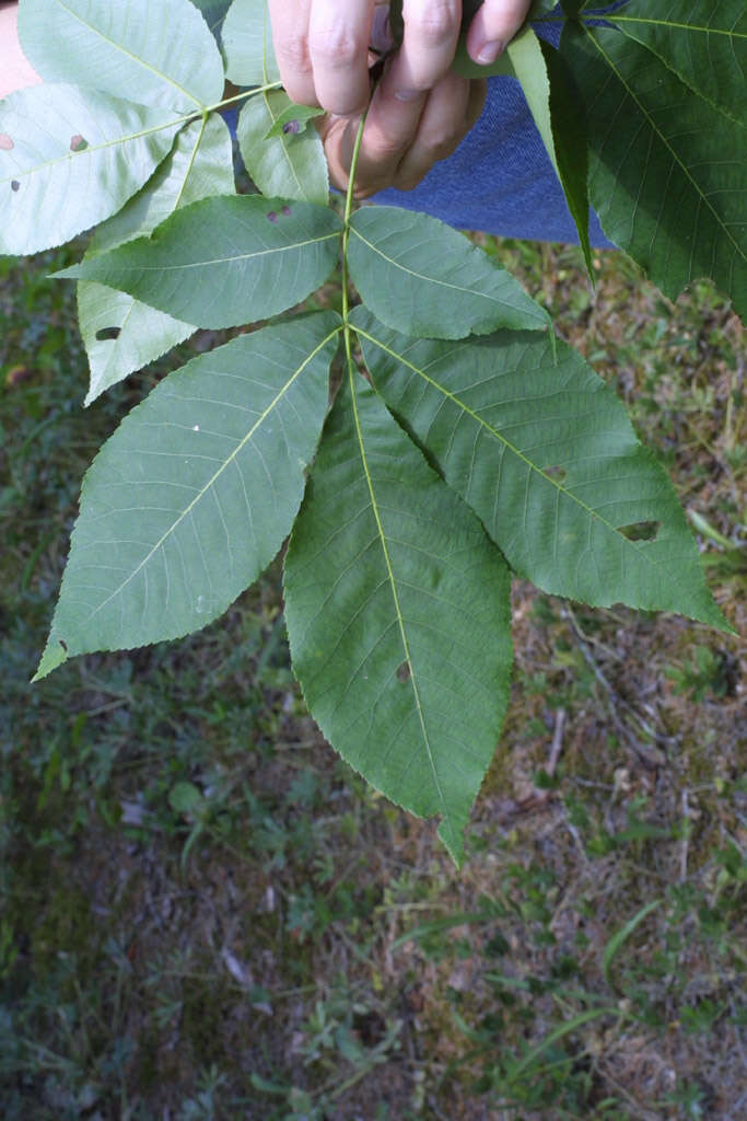 Image of southern shagbark hickory