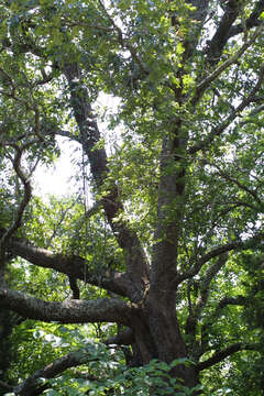 Imagem de Quercus stellata Wangenh.