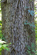 Image of Iron Oak