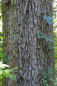 Sivun Quercus stellata Wangenh. kuva