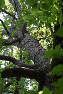 Imagem de Quercus stellata Wangenh.