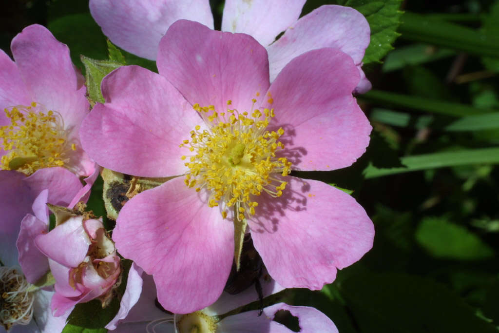 Image of climbing rose