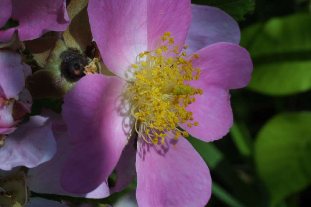 Image of climbing rose