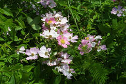 Image of climbing rose