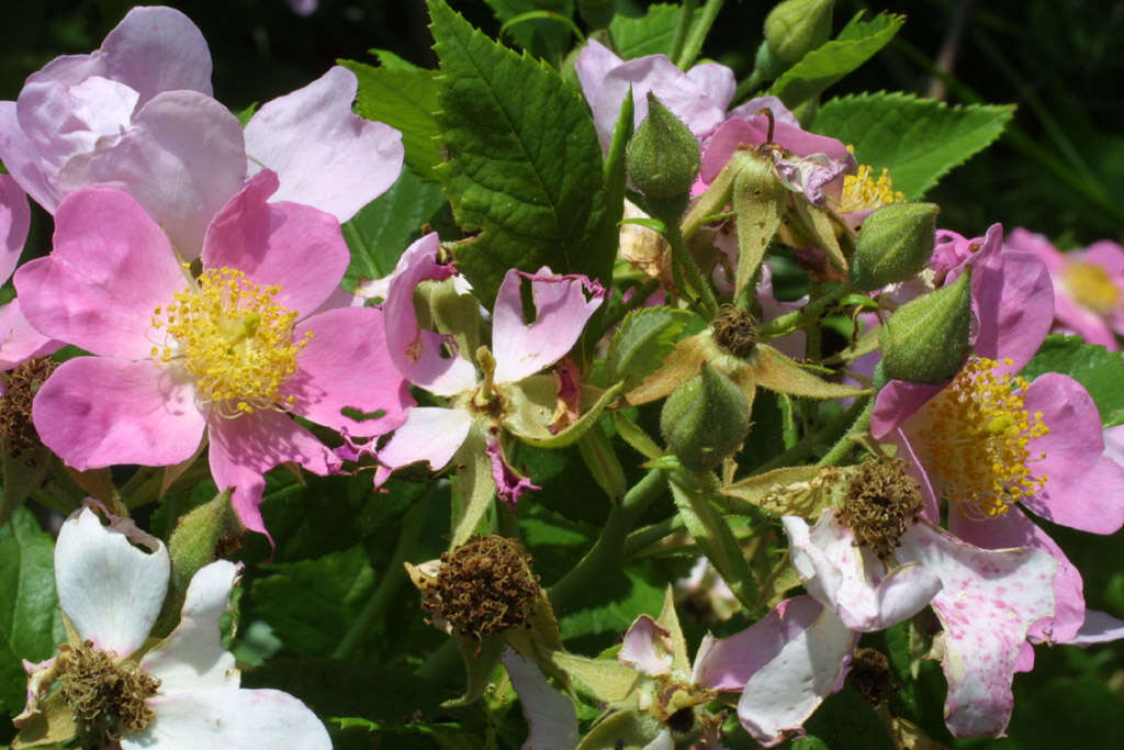 Image of climbing rose