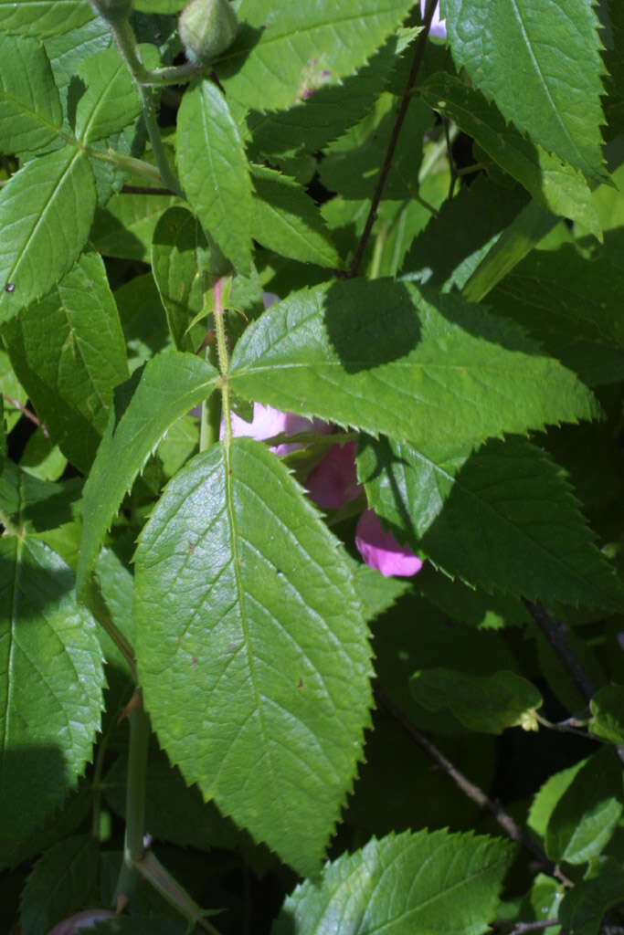 Image of climbing rose