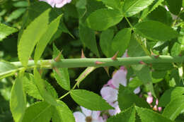 Image of climbing rose