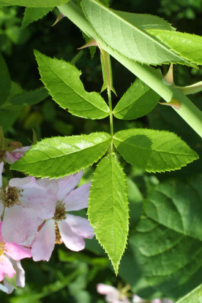 Image of climbing rose