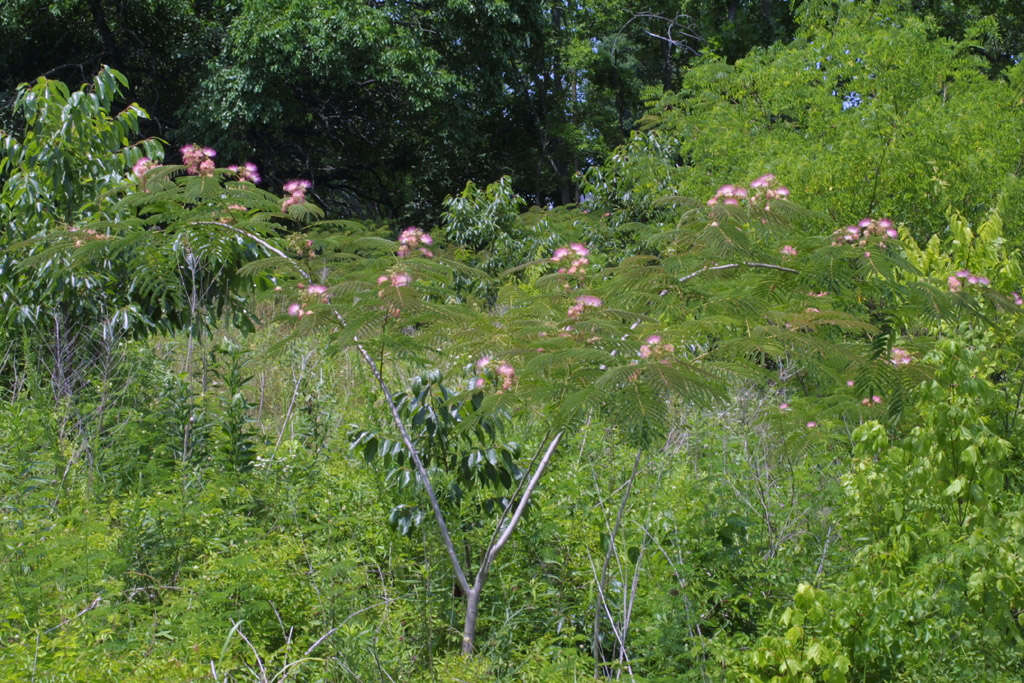 Image de Albizia