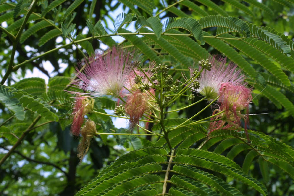 Image of albizia