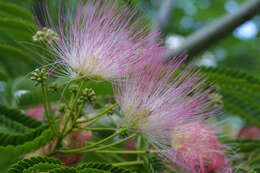 Image of albizia