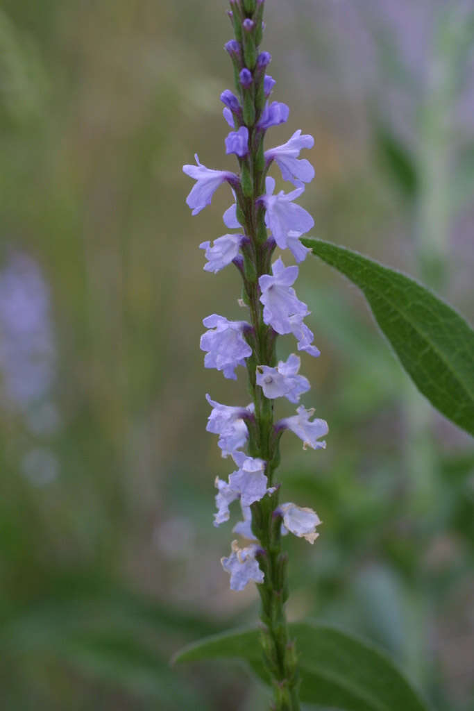 Image of narrowleaf vervain