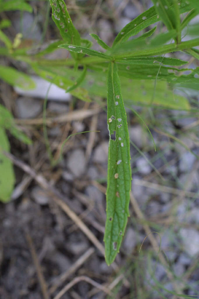 Image of narrowleaf vervain