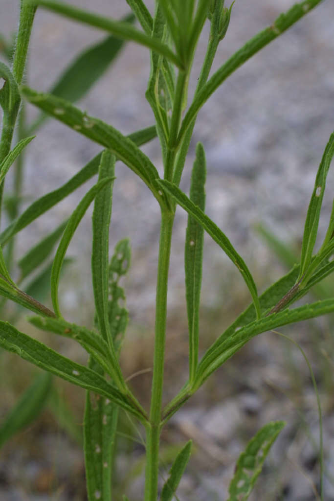 Image de Verbena simplex Lehm.