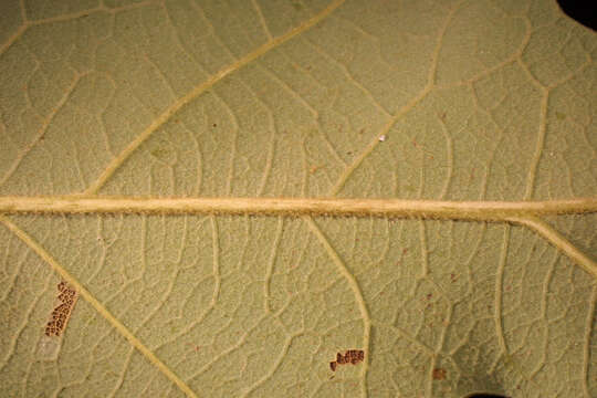 Imagem de Quercus stellata Wangenh.