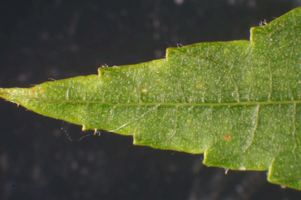 Image of southern shagbark hickory