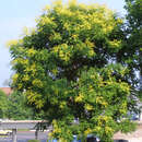 Image of Golden-rain tree